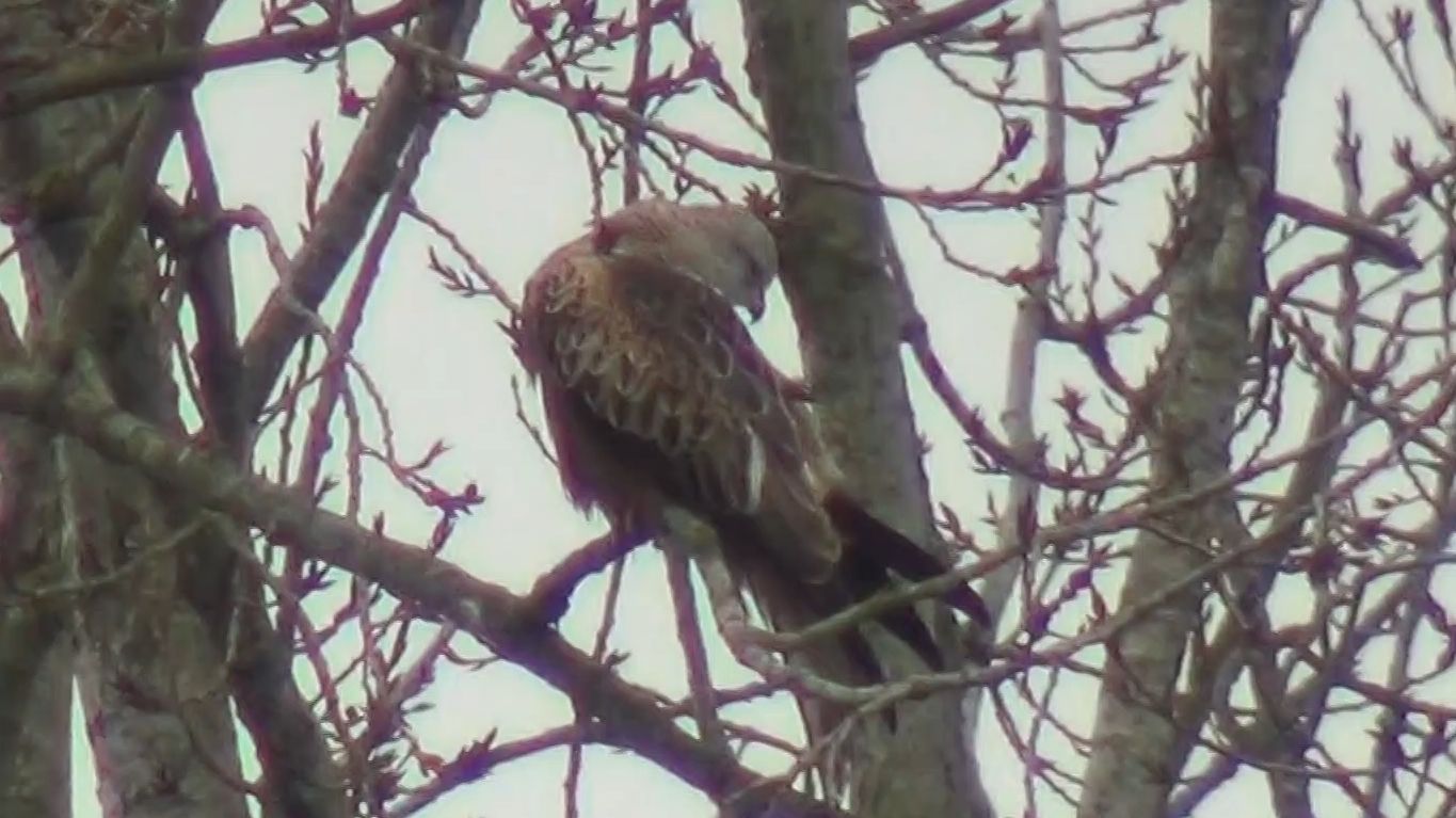 一棵树上40只鸟，一半都是猛禽！不夸张！
