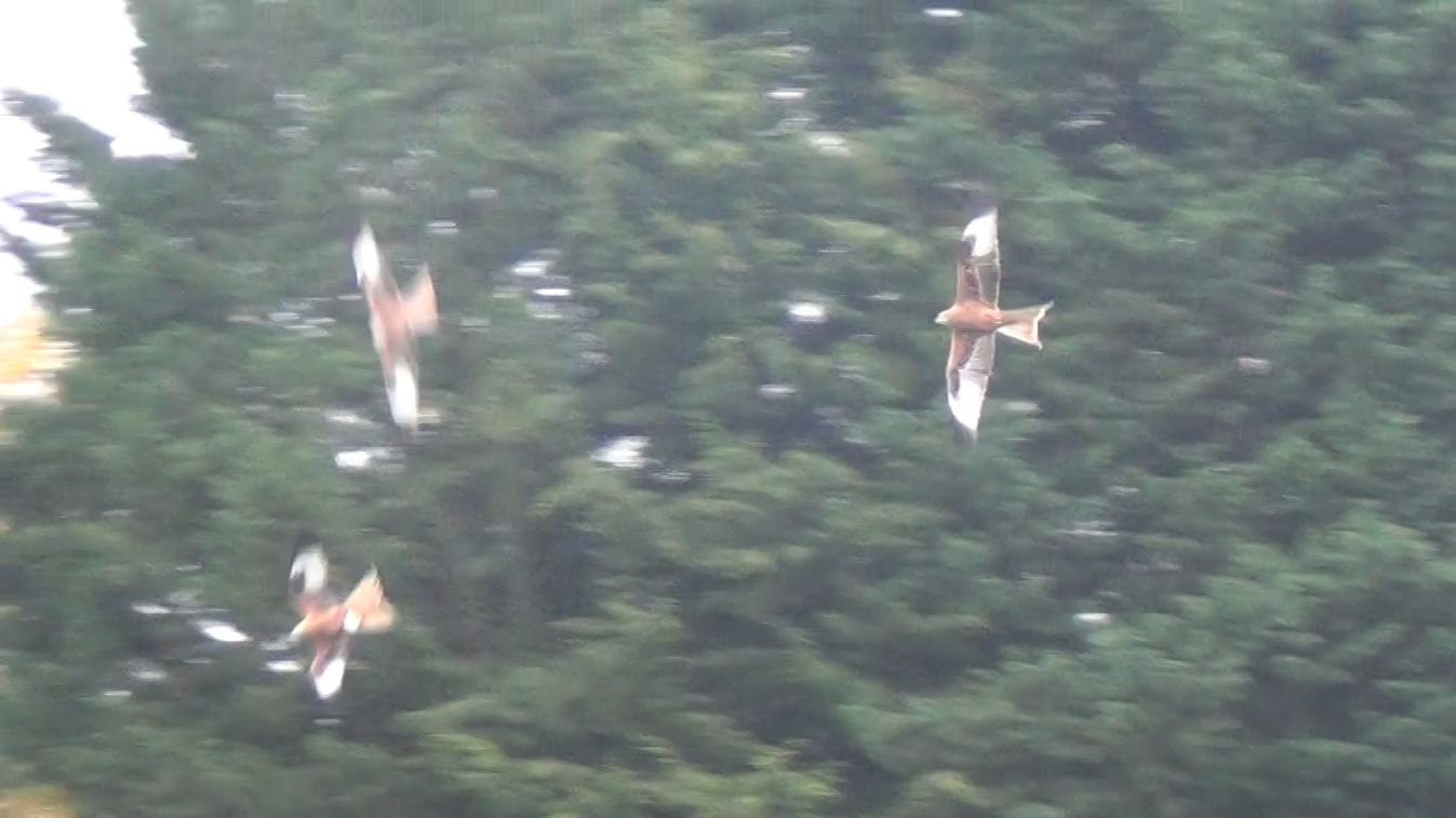 全鸟圈第一次拍到赤鸢自杀式抢劫！