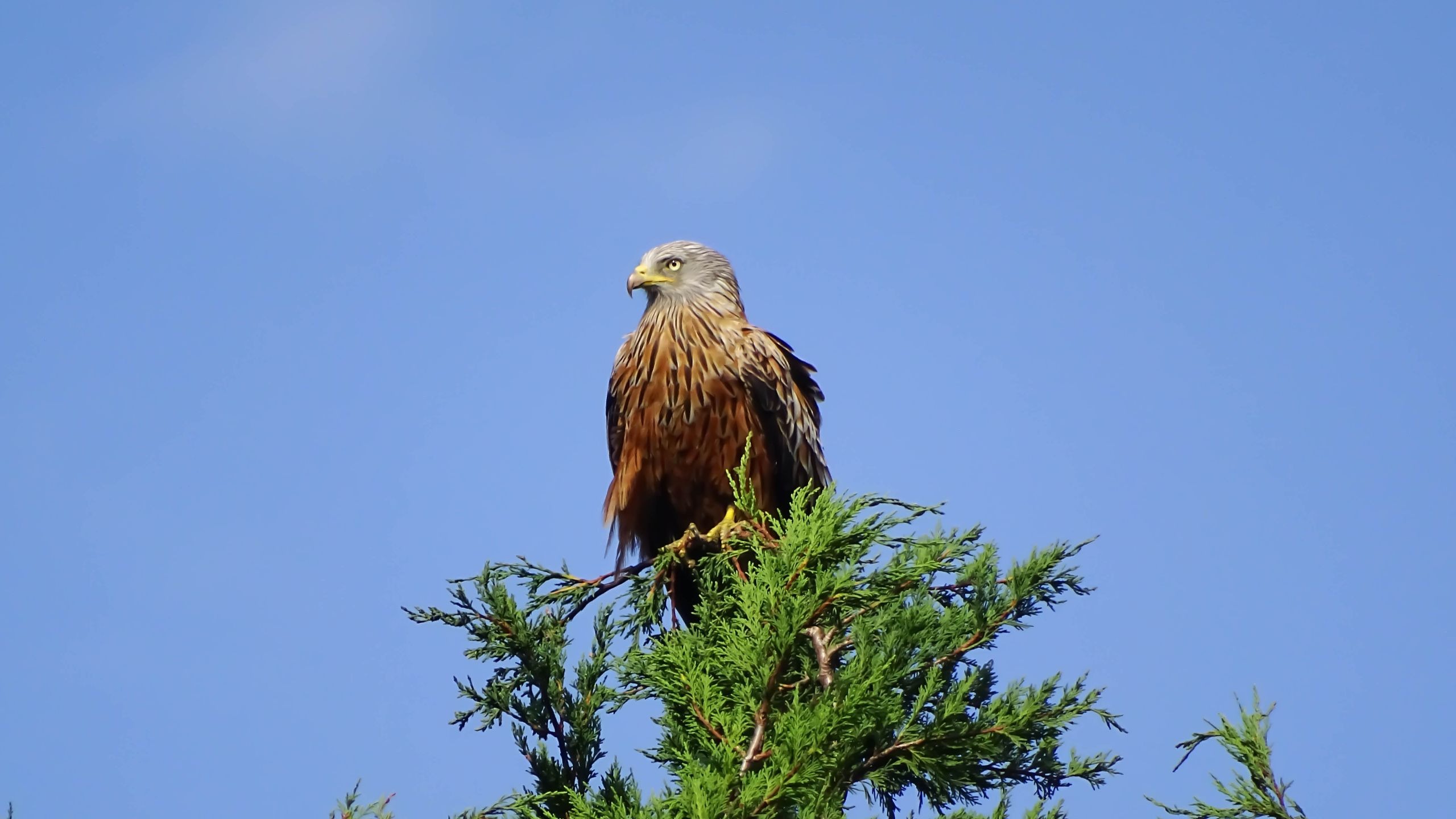 人中嘉豪，鸟中赤鸢【宏 伟的精彩集锦】