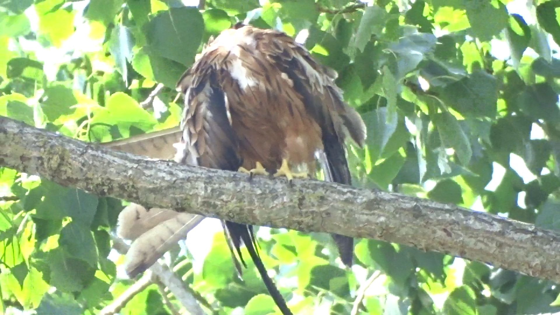赤鸢：我的脑袋不见啦TwT【可爱的精彩集锦】