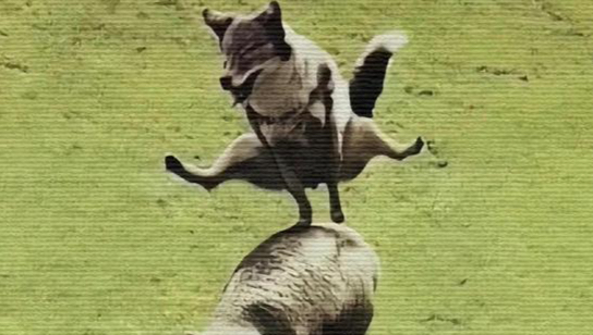 最近奇特的动物好像有点多…