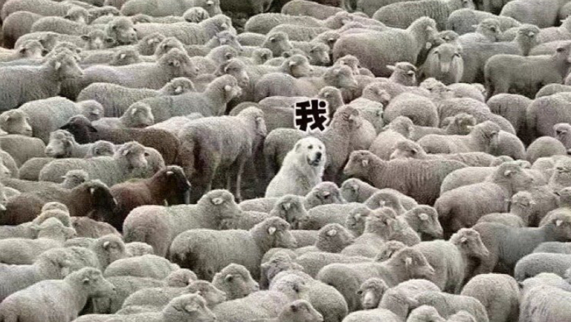 村民说这里的羊不多……