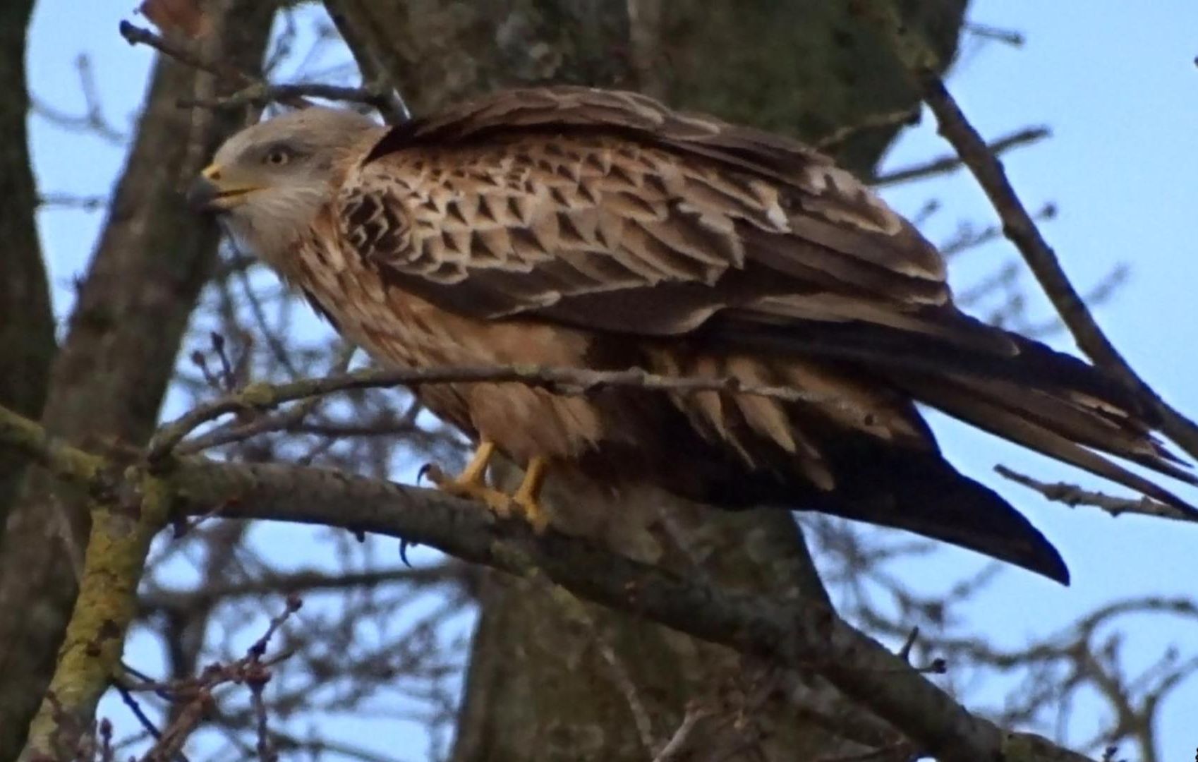 挑战整个鸟圈最逆天的一次拍摄（UP已喜疯）