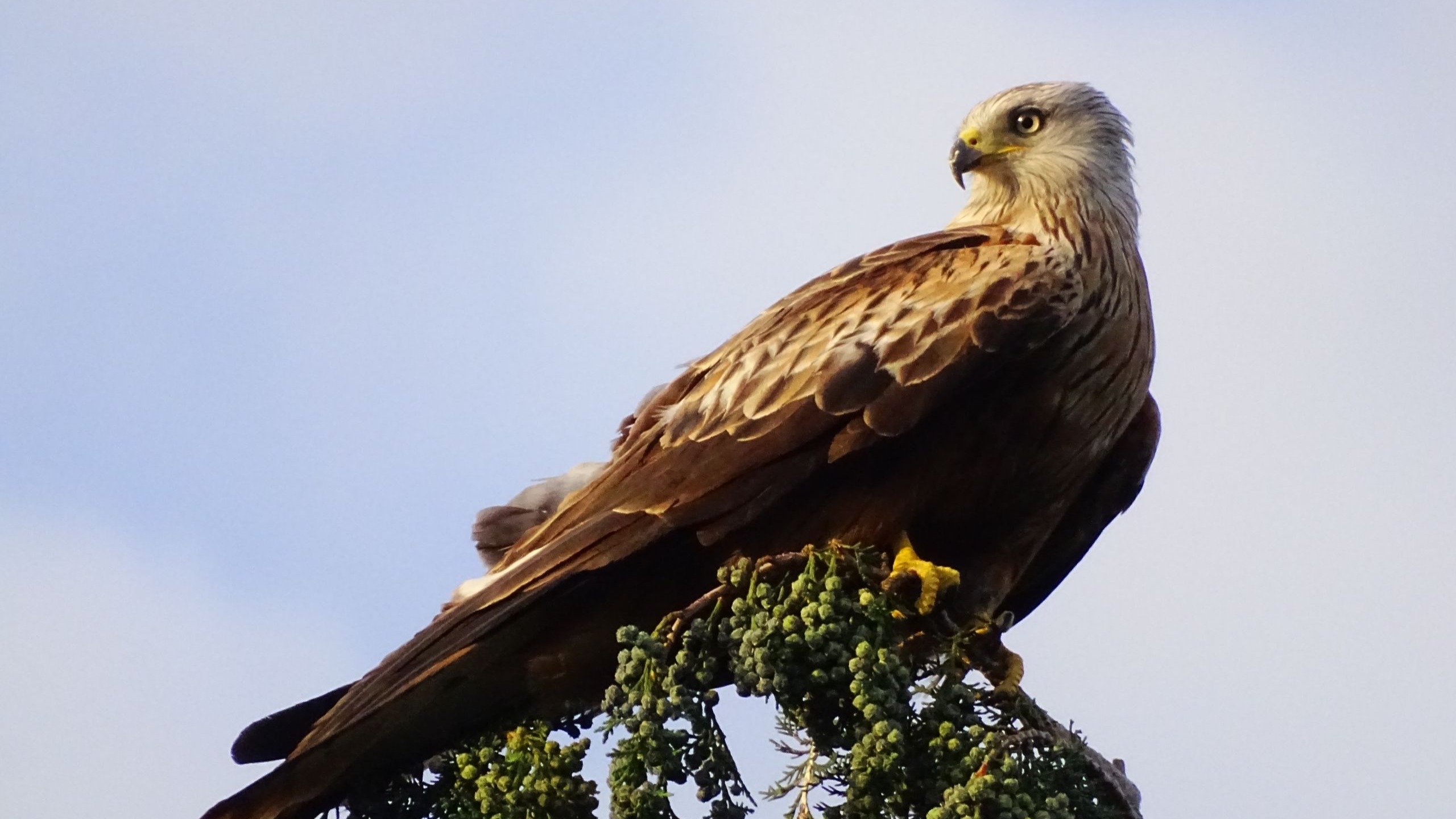 【赤鸢】全站最高画质！半小时没乱动让我拍！